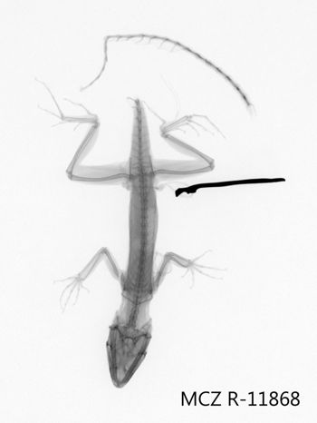 Media type: image;   Herpetology R-11868 Aspect: dorsoventral x-ray